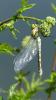 Aeshna cyanea